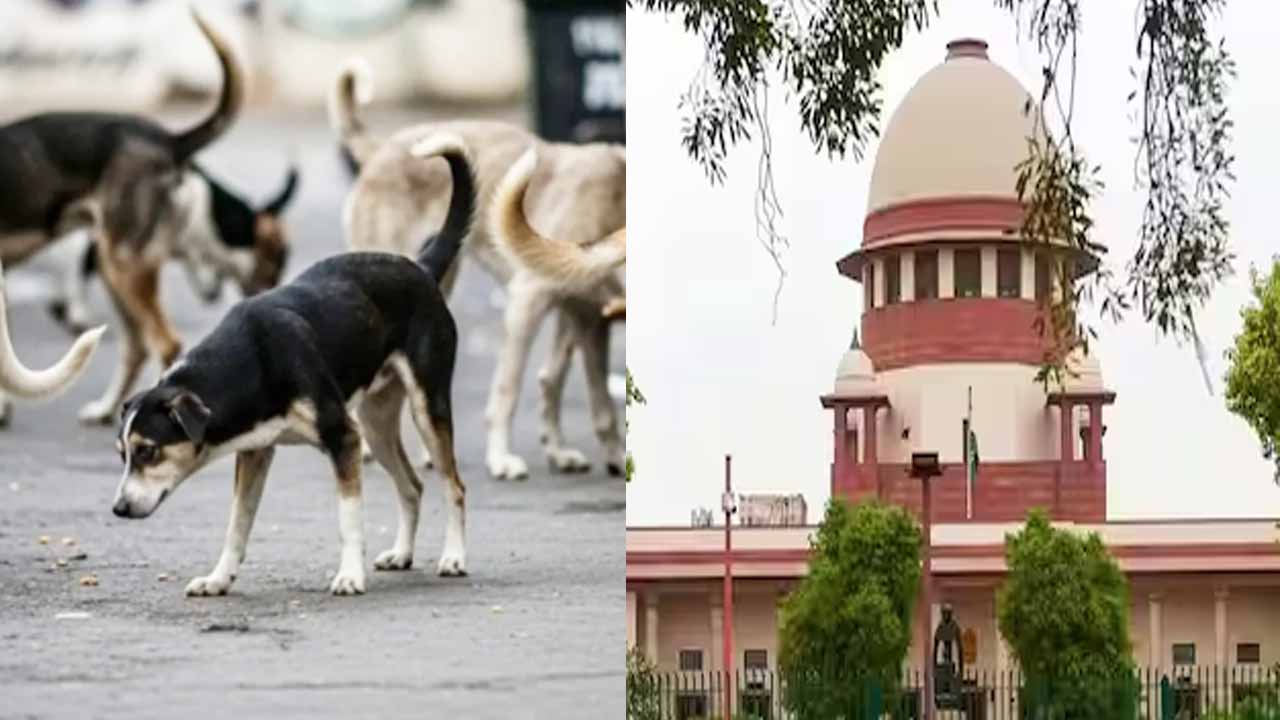 Victory for animal lovers.. Amendment to Supreme Court orders on street dogs