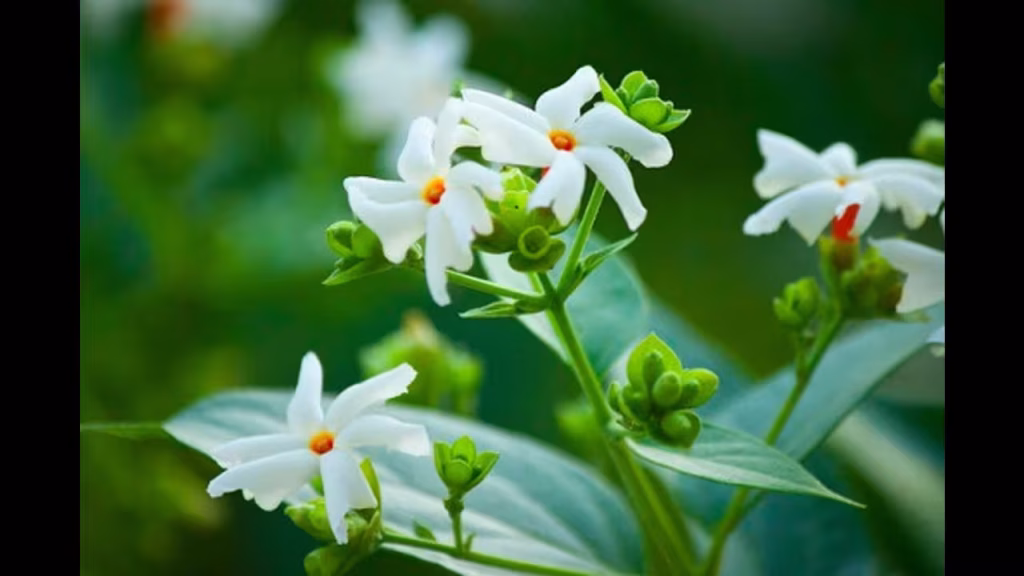 Parijata Flowers
