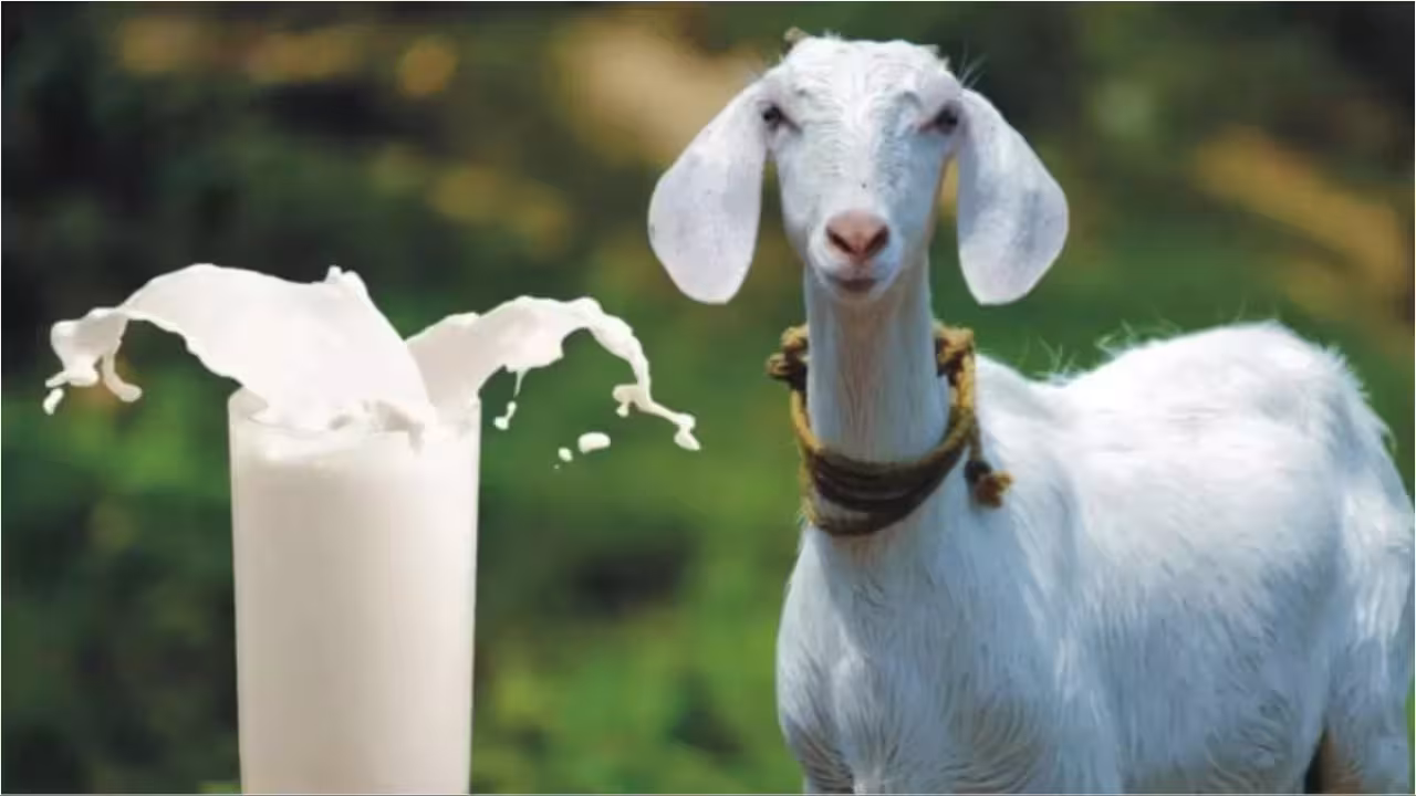 ‎goat Milk
