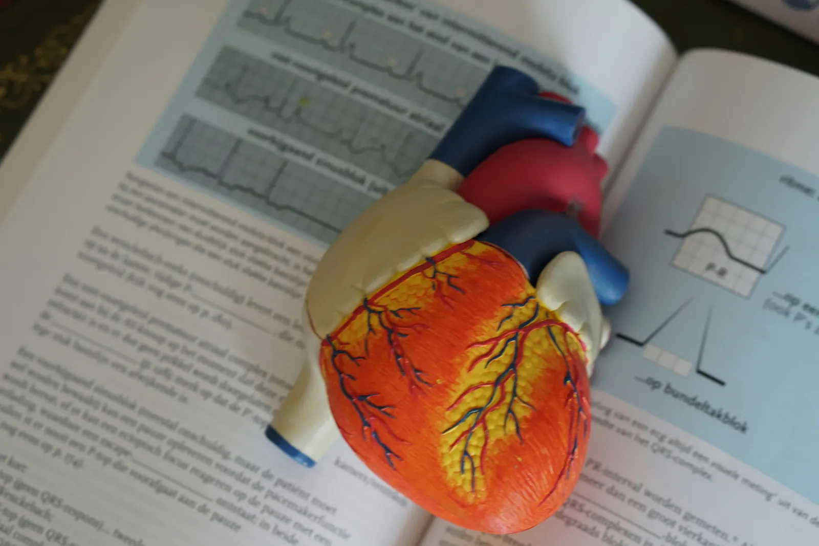 Heart model rests on an open medical book