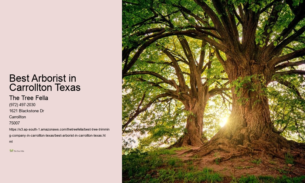 Best Arborist in Carrollton Texas