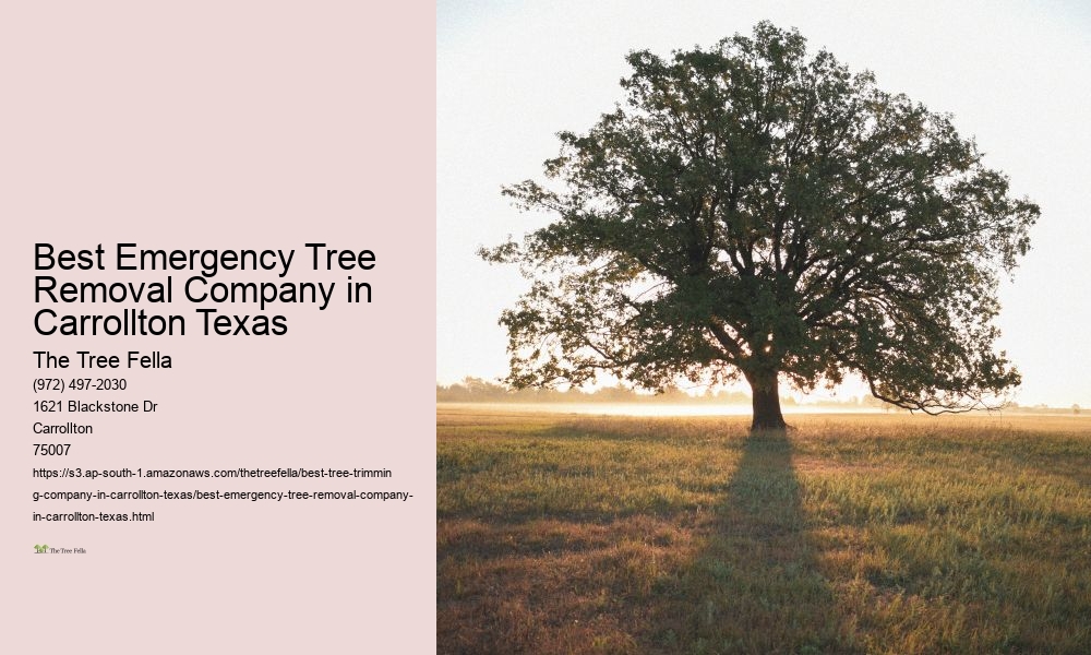 Best Emergency Tree Removal Company in Carrollton Texas