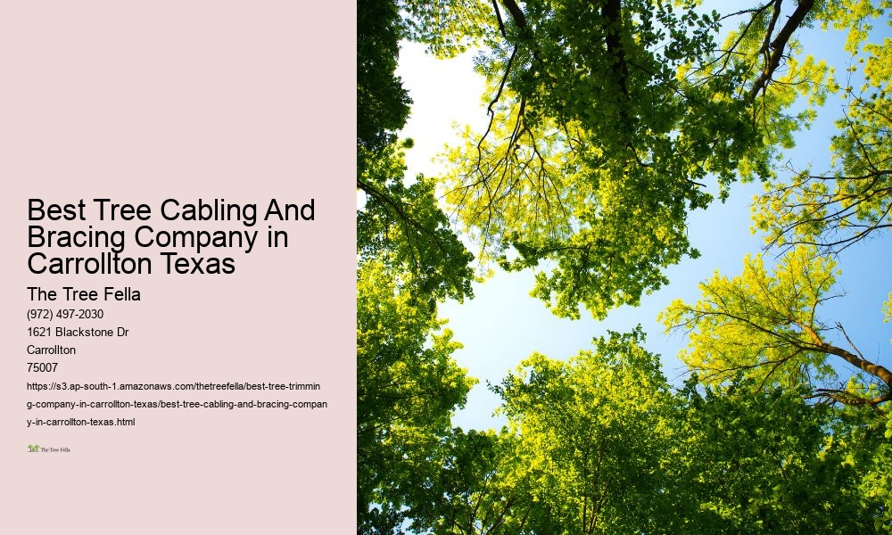 Best Tree Cabling And Bracing Company in Carrollton Texas