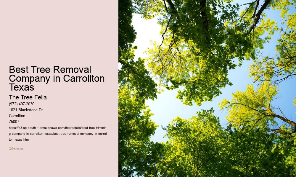Best Tree Removal Company in Carrollton Texas