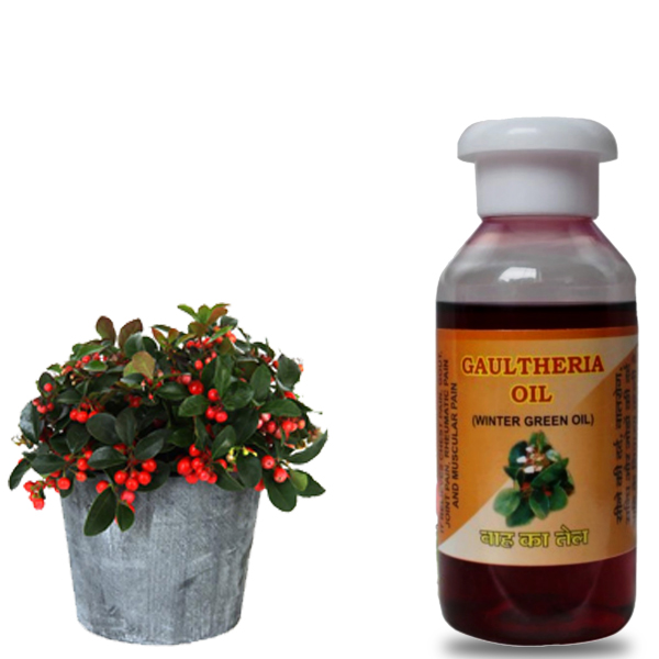 SM Classy Nilgiris Winter Green Oil (Gaultheria Oil) Joint Pain Oil 