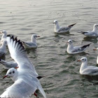 Spanish in a Hurry profile image