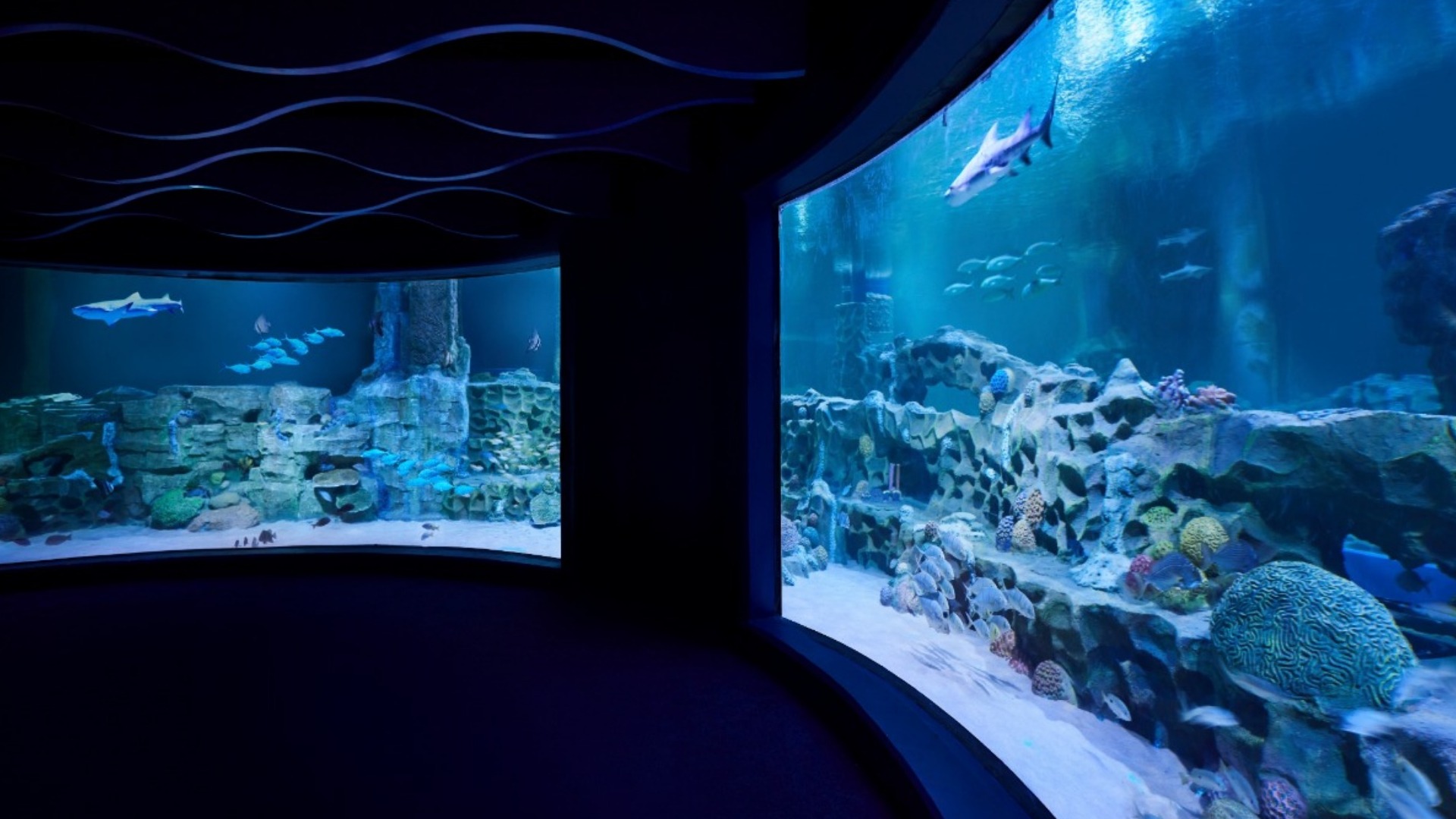 UNDERWATER CANDLE LIGHT DINNER Tickets by VGP Marine Kingdom, Saturday