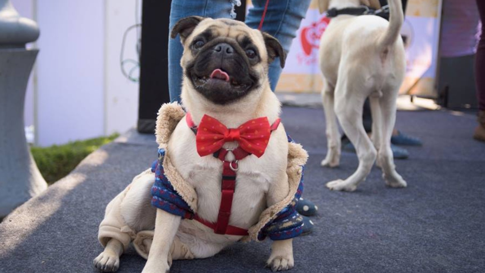 Fashion Show at Pet Fed Mumbai 2020 Tickets by Pet Fed, Sunday, January