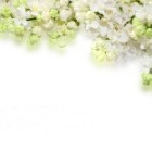 aveesha profile image