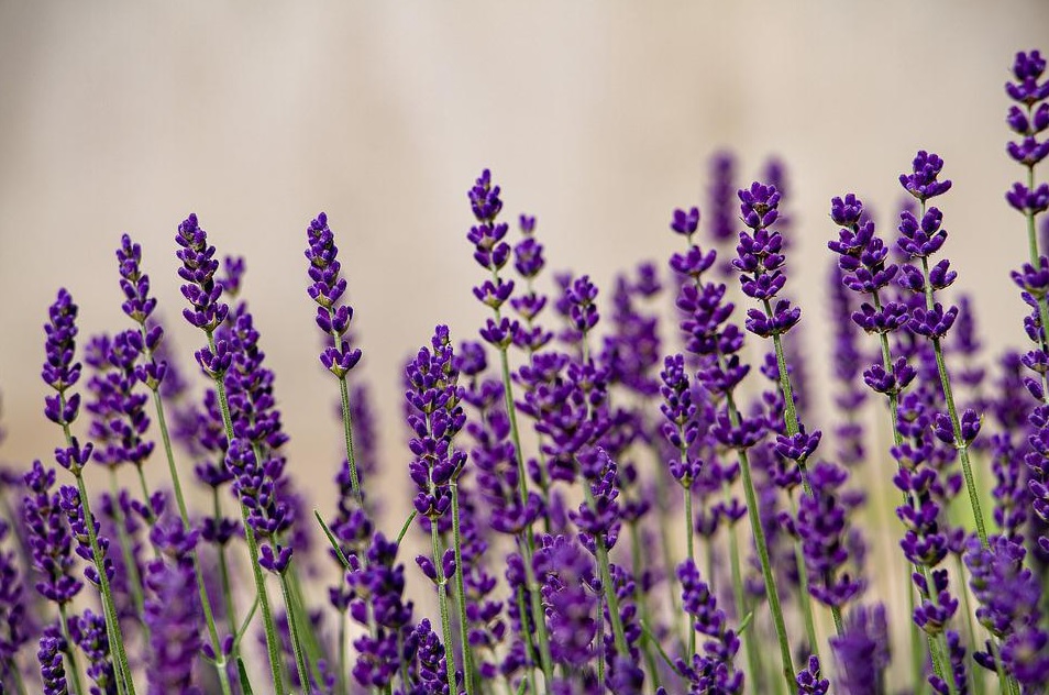 Harold E Sutton profile image