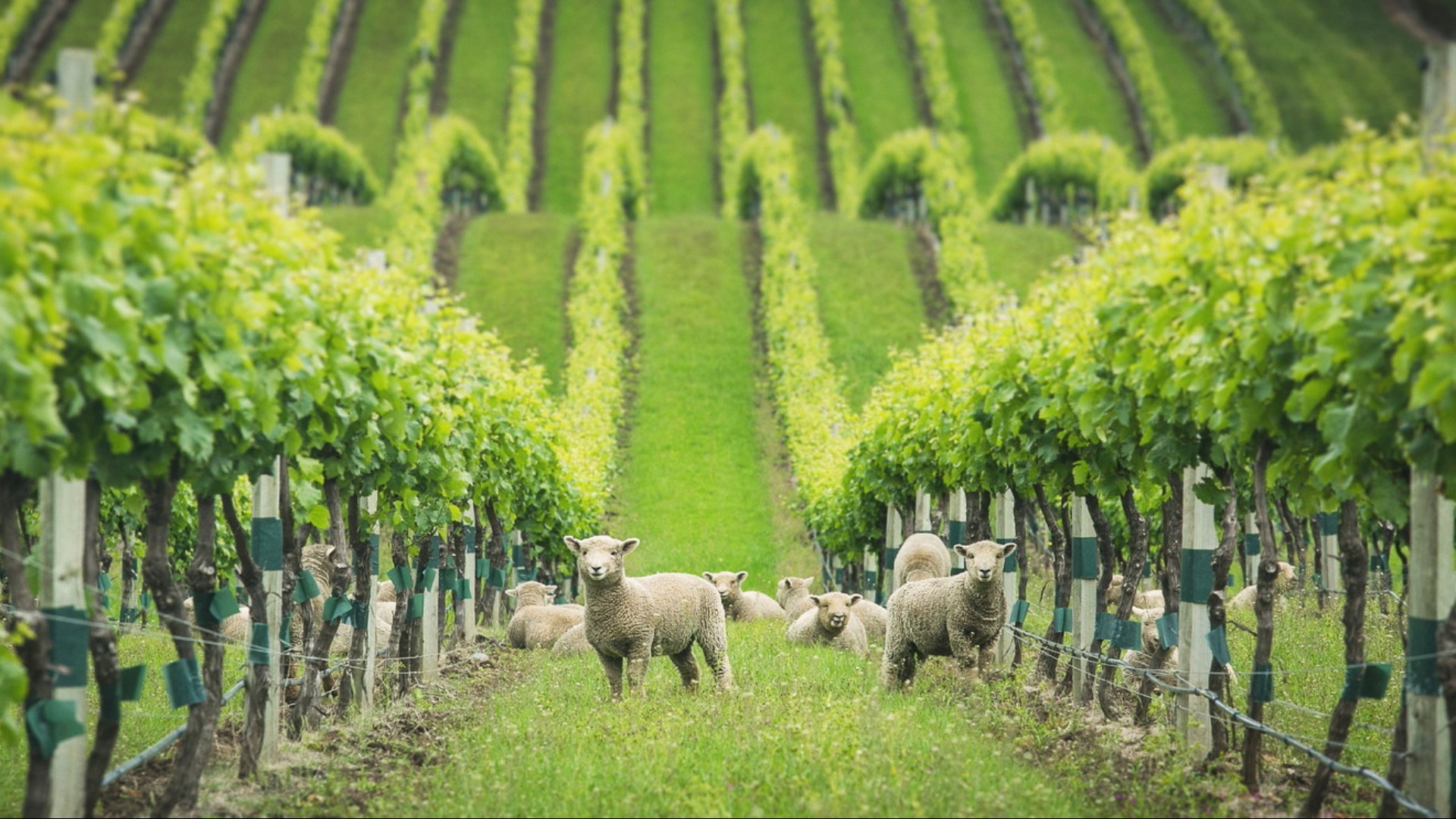 Wine Tasting Challenge Organic Biodynamic Wines Tickets By The 