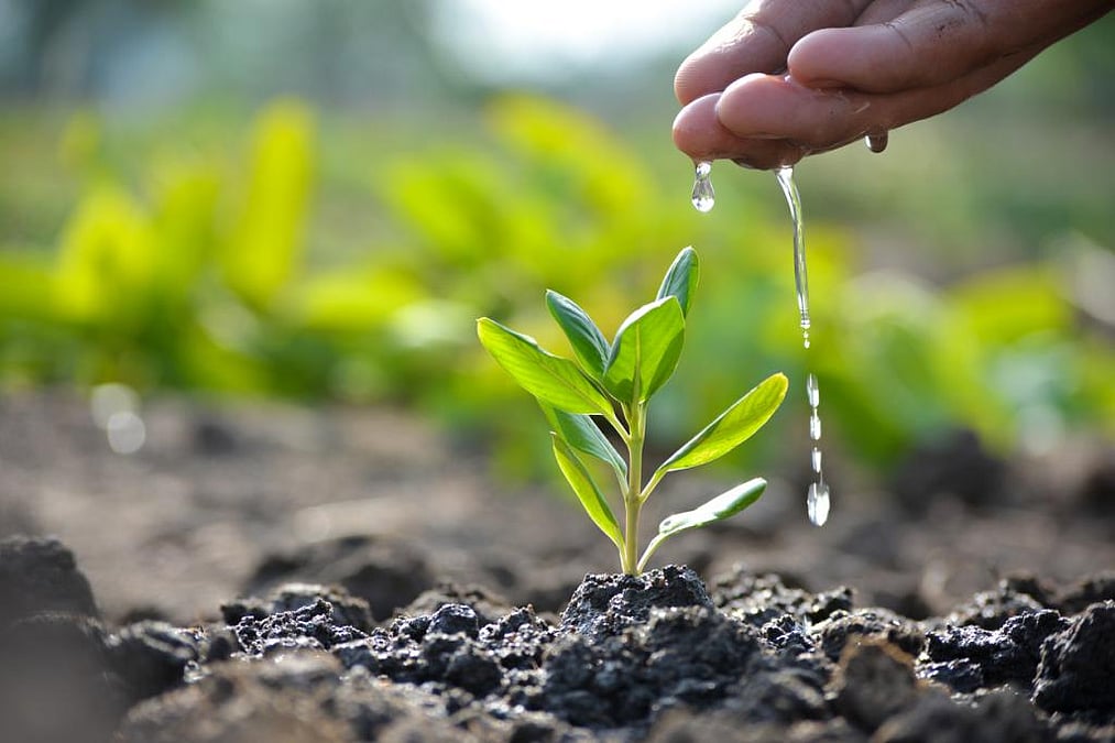 Why Tree Plantations Fail and What No One Tracks