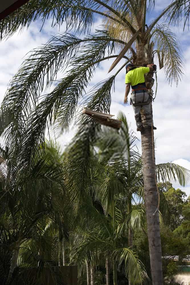 troy weir tree lopping rockhampton