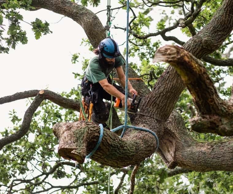tree lopping ulladulla