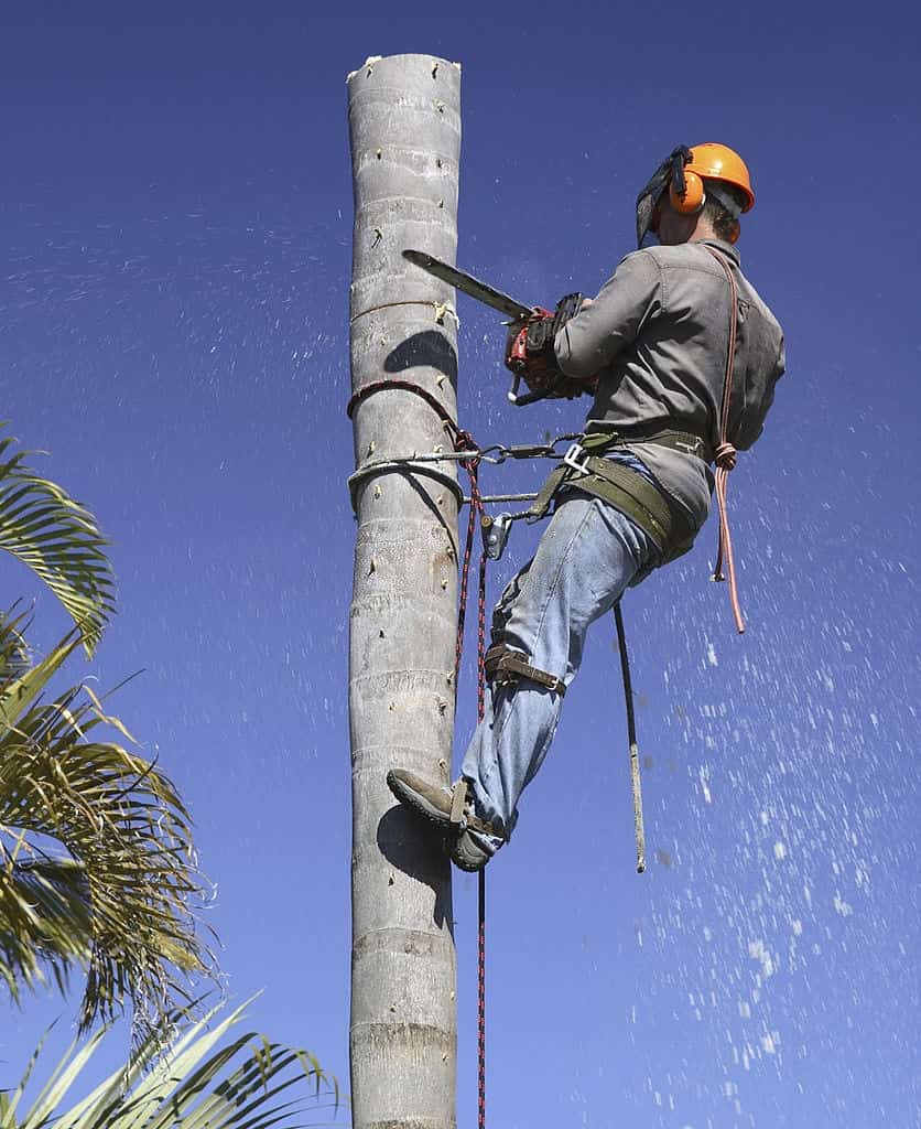 lambert tree lopping