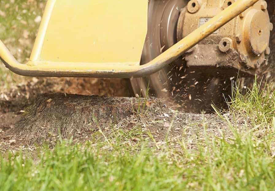 tree lopping services ipswich