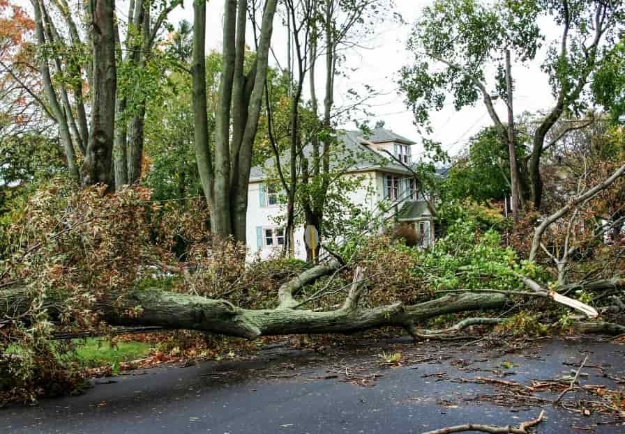 tree lopping prices brisbane