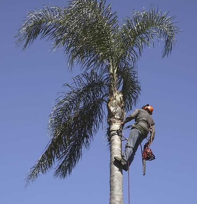tree lopping mildura