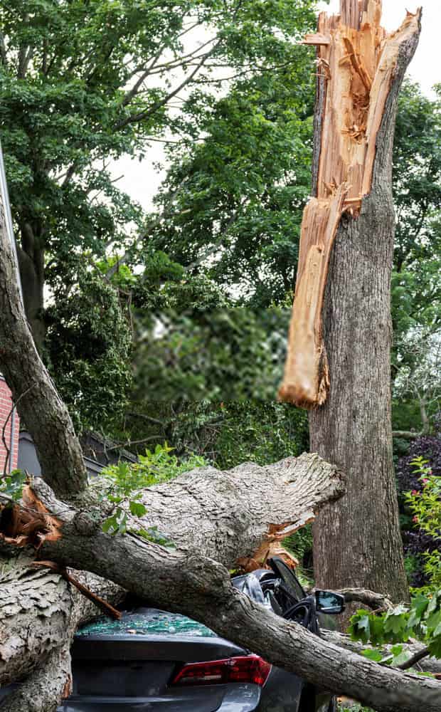 tree lopping emergency
