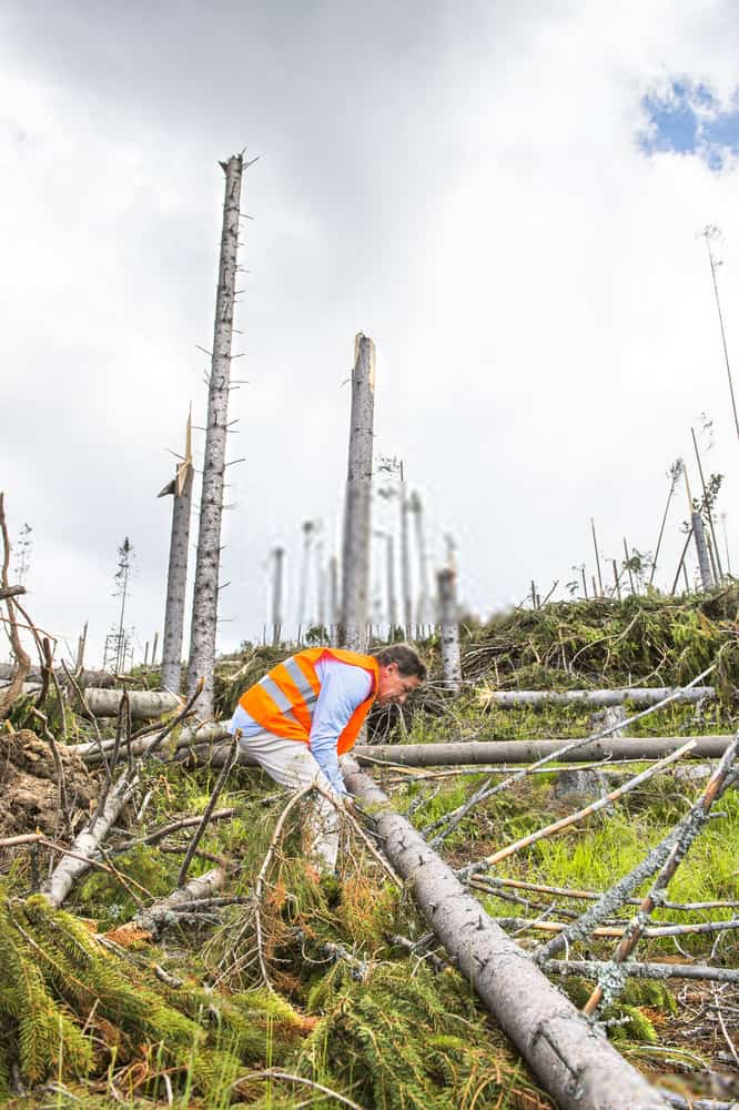 tree loppers yanchep