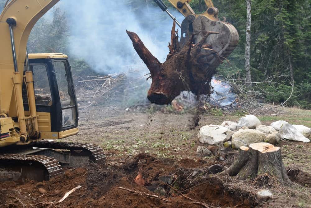 port douglas tree lopping