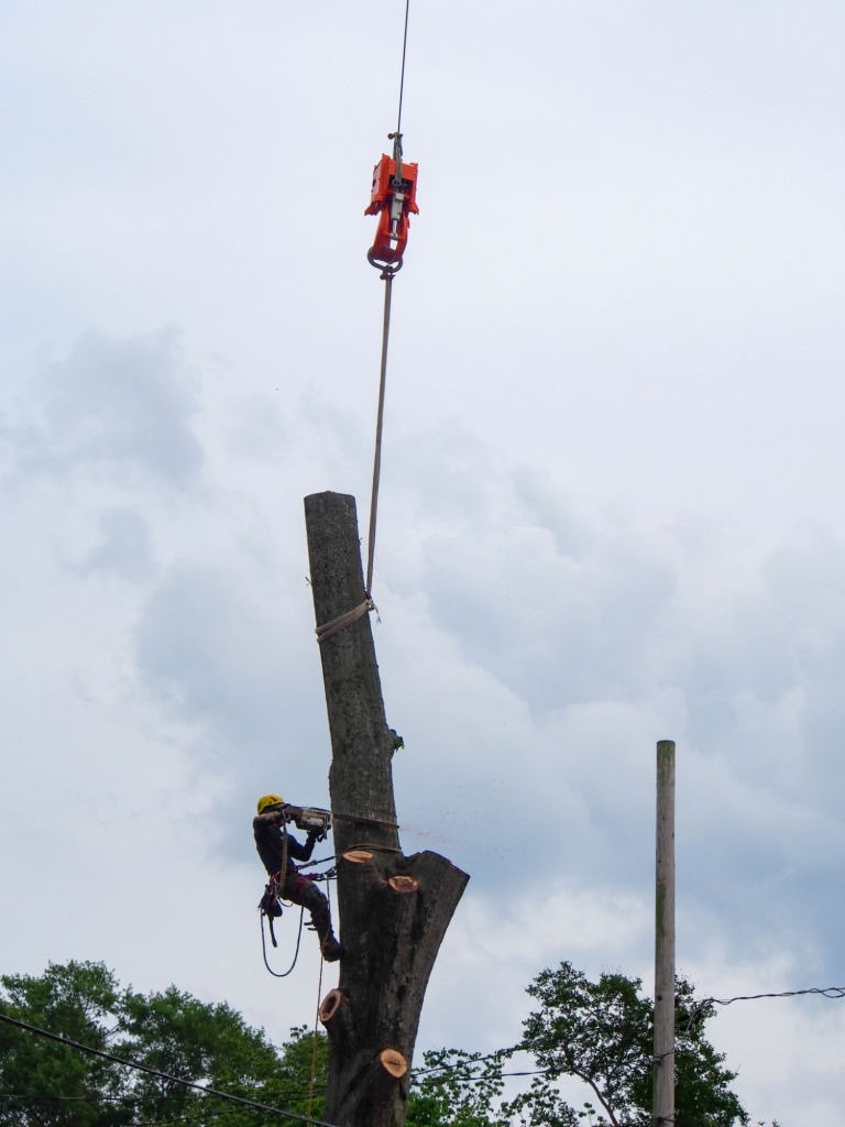 rod habben tree lopping
