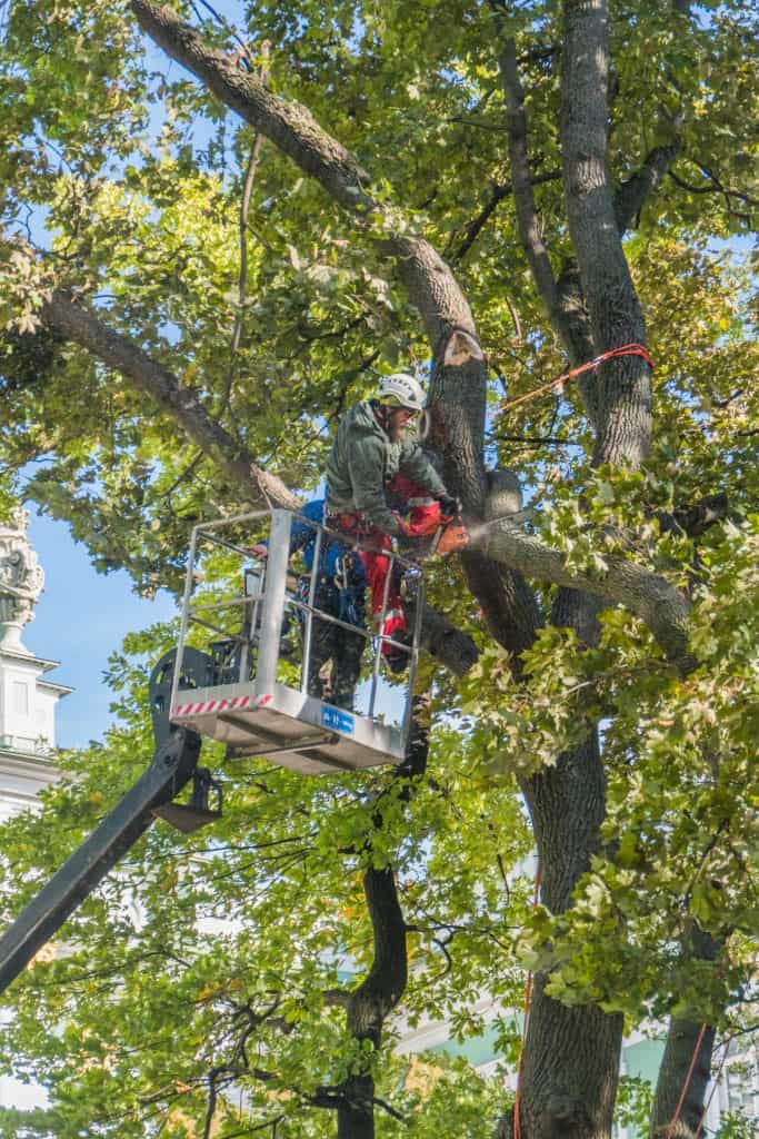 a1 tree lopping