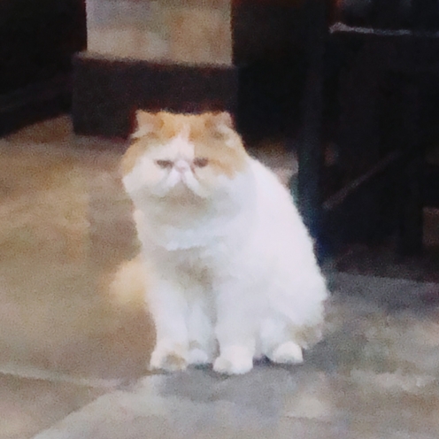 Kohinoor Indian Food