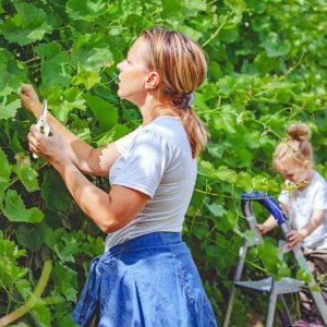 EFFICIENT GARDEN PRUNING SHEARS WITH ANTISLIP HANDLE FOR EASY FRUIT TREE PRUNING