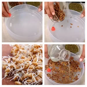 White Plastic 4-Compartment Sprout Maker