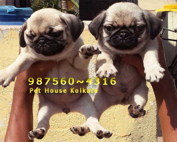 Imported Quality Massive Vodafone Pug Dog Sale At Imphal Everything Else Imphal 162484370