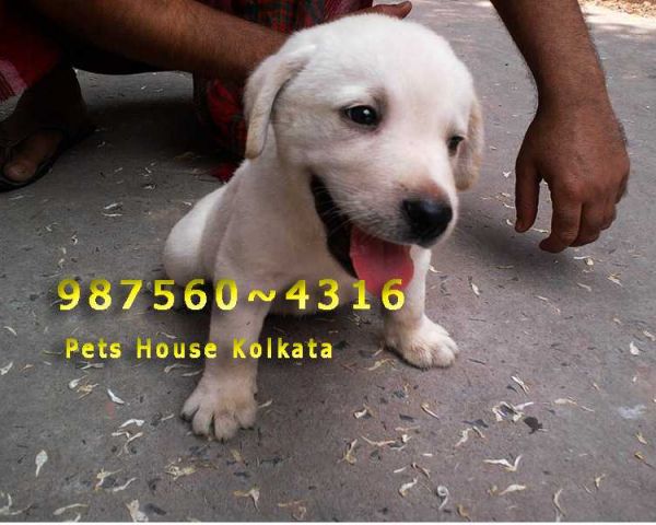 Imported Quality Massive Vodafone Pug Dog Sale At Imphal Everything Else Imphal 162484370