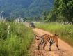 Jim Corbett Nainital Uttarakhand