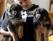 German Shepherd Puppies