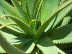 Aloe Vera Fresh Gel Extract 99% Pure