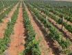 WINE FACTORY WITH PLOT FOR SALE