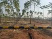 Farm House Land/Plot For Sale 605.0 Sq. Yards In Narayankhed 3.5 Lakhs