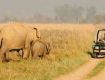 wildlife offer in jim corbett national park