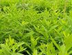 Farm House Land/Plot For Sale 6.41 Lakhs 121.0 Sq. Yards In Farmhouse Villas Plots For Sale Near By Batasingarm, Hayath Nagar