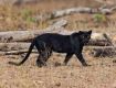 Enjoy with your kids at Wildlife Tour packages