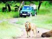 Wildlife Tour packages