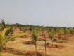 Plot For Sale 242.0 Sq. Yards In Abhi Project\'s, Shamirpet 15.3 Lakh