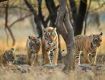 Wildlife Tour packages