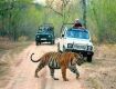 Wildlife Tour packages