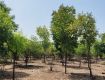 Open Land/Plot For Sale 4.4 Lakh In Peacock Avenue, Sangareddy 121.0 Sq. Yards
