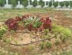Plot / Land For Sale In Royal Sarene City, Yadagirigutta 145.0 Sq. Yards 15.8 Lakhs