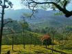 We are here to provide best packages for Ooty