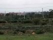 Plot For Sale In Thumkunta 266.0 Sq. Yards 36.2 Lakh