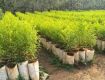 Plot For Sale 121.0 Sq. Yards 3.8 Lakhs In Farmland Plots For Sales Near By Yadagirigutta, Warasiguda
