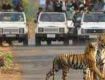 Wildlife Tour packages